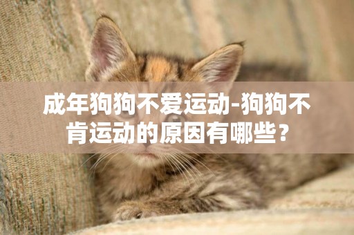 成年狗狗不愛運動-狗狗不肯運動的原因有哪些？
