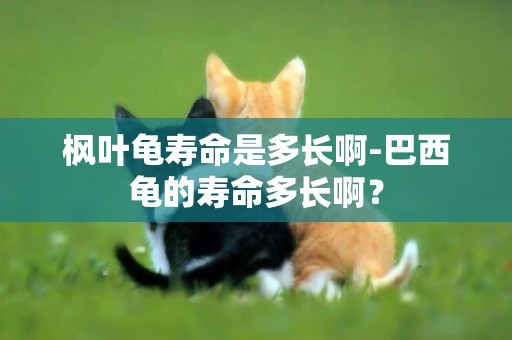 楓葉龜壽命是多長啊-巴西龜的壽命多長啊？