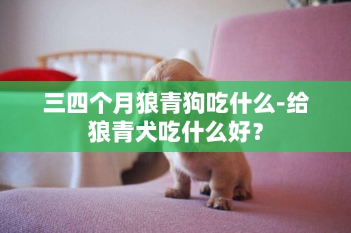 三四個月狼青狗吃什么-給狼青犬吃什么好？