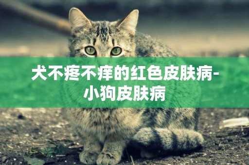 犬不疼不癢的紅色皮膚病-小狗皮膚病