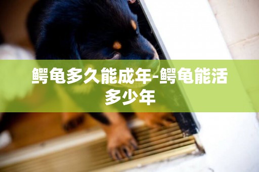 鱷龜多久能成年-鱷龜能活多少年