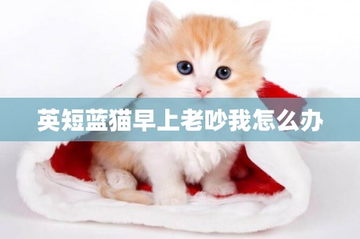 英短藍貓早上老吵我怎么辦
