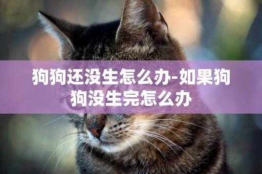 狗狗還沒生怎么辦-如果狗狗沒生完怎么辦