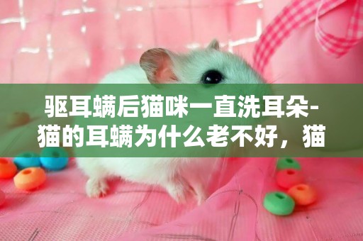驅耳螨后貓咪一直洗耳朵-貓的耳螨為什么老不好，貓咪耳螨一直不好