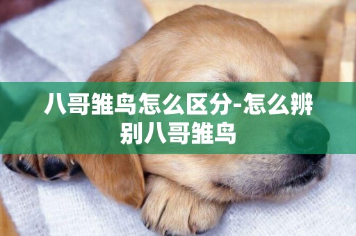 八哥雛鳥怎么區分-怎么辨別八哥雛鳥
