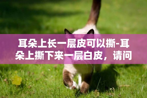 耳朵上長一層皮可以撕-耳朵上撕下來一層白皮，請問是什么