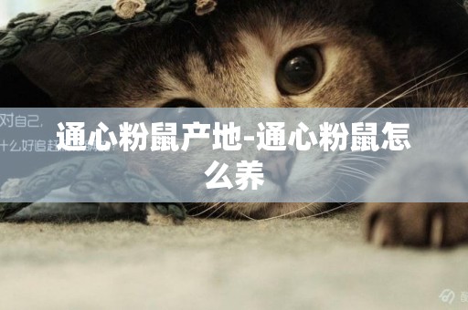 通心粉鼠產地-通心粉鼠怎么養