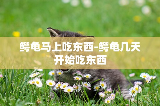 鱷龜馬上吃東西-鱷龜幾天開始吃東西