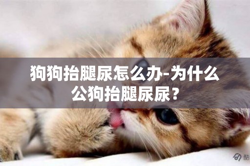 狗狗抬腿尿怎么辦-為什么公狗抬腿尿尿？
