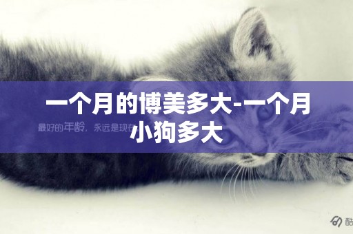 一個月的博美多大-一個月小狗多大