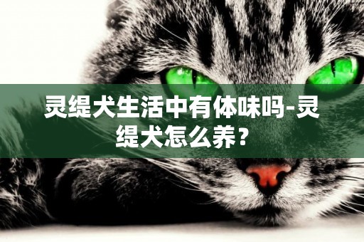 靈緹犬生活中有體味嗎-靈緹犬怎么養？