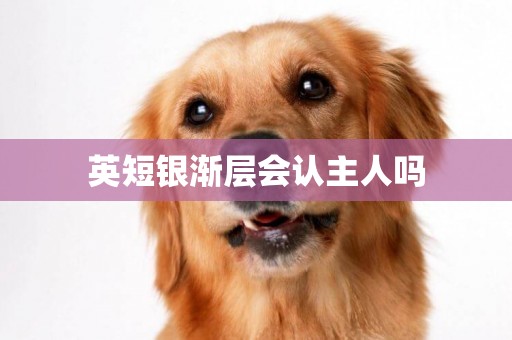 英短銀漸層會認主人嗎