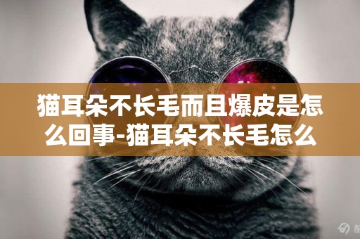 貓耳朵不長毛而且爆皮是怎么回事-貓耳朵不長毛怎么回事？