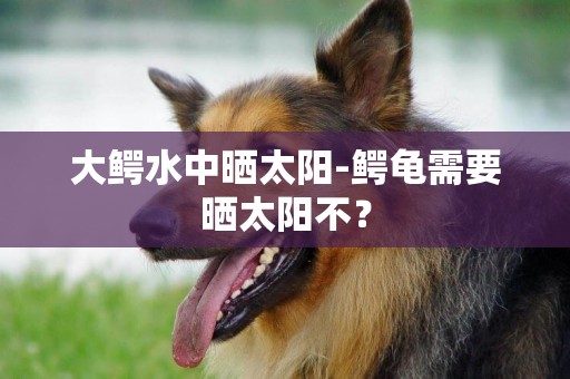 大鱷水中曬太陽-鱷龜需要曬太陽不？