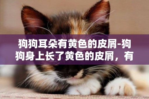 狗狗耳朵有黃色的皮屑-狗狗身上長了黃色的皮屑，有圖，是什么？