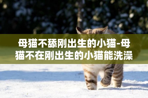 母貓不舔剛出生的小貓-母貓不在剛出生的小貓能洗澡嗎?