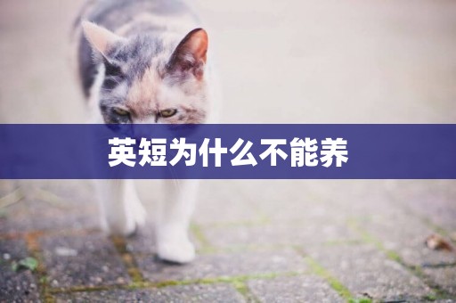 英短為什么不能養