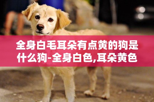 全身白毛耳朵有點黃的狗是什么狗-全身白色,耳朵黃色是什么狗?