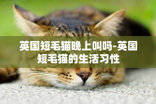 英國短毛貓晚上叫嗎-英國短毛貓的生活習性