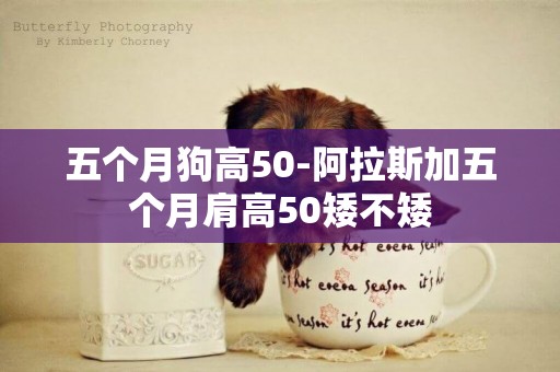 五個月狗高50-阿拉斯加五個月肩高50矮不矮