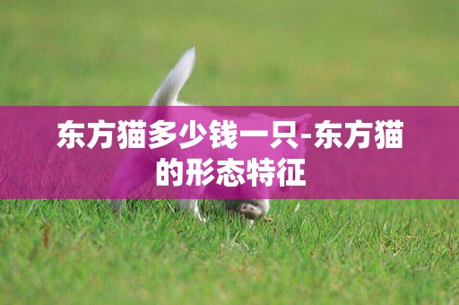 東方貓多少錢一只-東方貓的形態特征