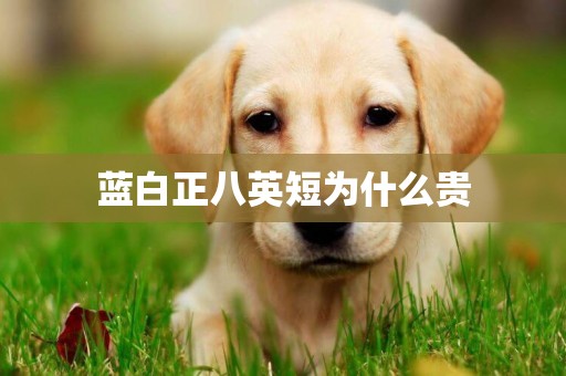 藍白正八英短為什么貴
