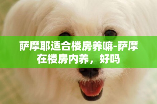 薩摩耶適合樓房養嘛-薩摩在樓房內養，好嗎