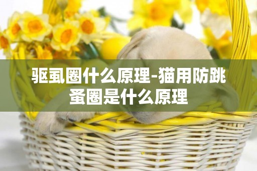 驅虱圈什么原理-貓用防跳蚤圈是什么原理