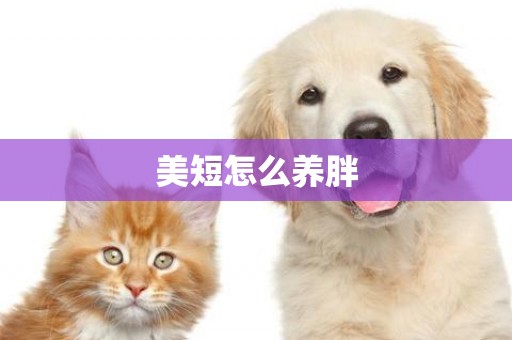 美短怎么養胖