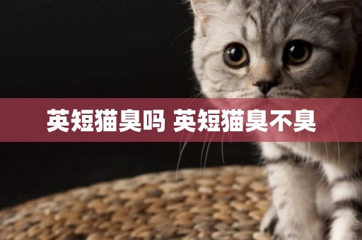 英短貓臭嗎 英短貓臭不臭