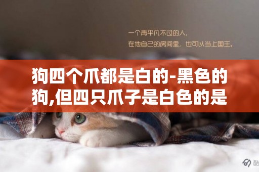 狗四個爪都是白的-黑色的狗,但四只爪子是白色的是什么品種