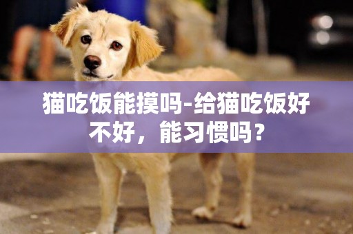 貓吃飯能摸嗎-給貓吃飯好不好，能習慣嗎？