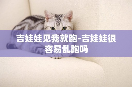 吉娃娃見我就跑-吉娃娃很容易亂跑嗎