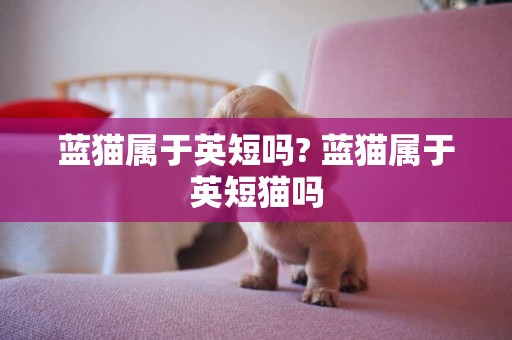 藍貓屬于英短嗎? 藍貓屬于英短貓嗎