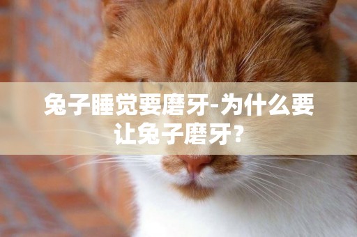 兔子睡覺要磨牙-為什么要讓兔子磨牙？