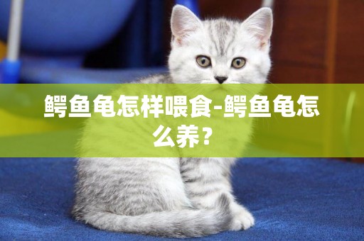 鱷魚龜怎樣喂食-鱷魚龜怎么養？