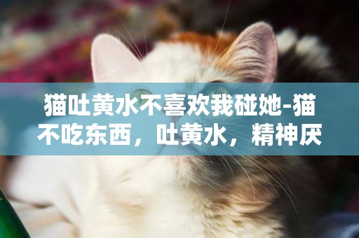貓吐黃水不喜歡我碰她-貓不吃東西，吐黃水，精神厭倦，是怎么回事？