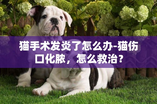 貓手術發炎了怎么辦-貓傷口化膿，怎么救治？