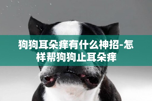 狗狗耳朵癢有什么神招-怎樣幫狗狗止耳朵癢