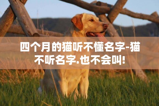 四個月的貓聽不懂名字-貓不聽名字.也不會叫!