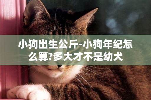 小狗出生公斤-小狗年紀怎么算?多大才不是幼犬