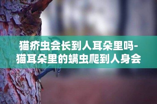 貓疥蟲會長到人耳朵里嗎-貓耳朵里的螨蟲爬到人身會癢嗎