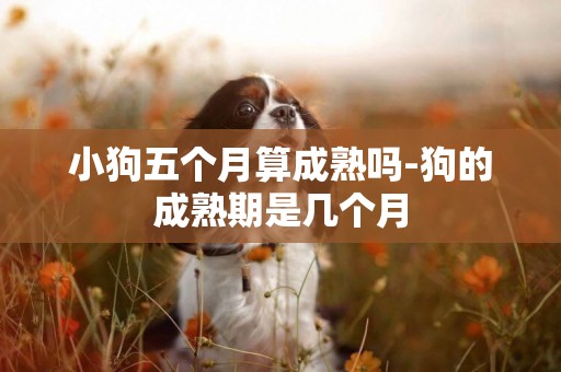 小狗五個月算成熟嗎-狗的成熟期是幾個月