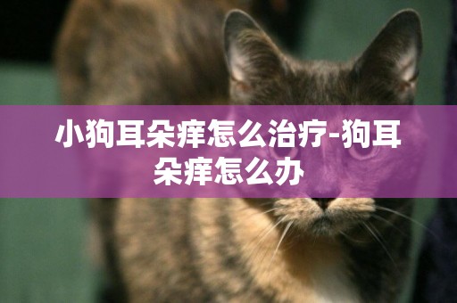 小狗耳朵癢怎么治療-狗耳朵癢怎么辦