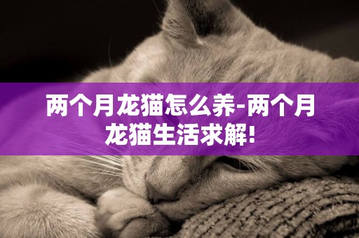 兩個月龍貓怎么養-兩個月龍貓生活求解!