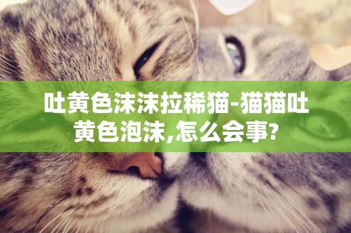 吐黃色沫沫拉稀貓-貓貓吐黃色泡沫,怎么會事?