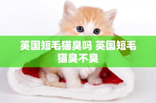 英國短毛貓臭嗎 英國短毛貓臭不臭