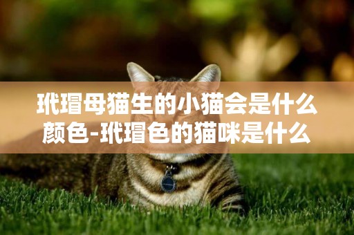 玳瑁母貓生的小貓會是什么顏色-玳瑁色的貓咪是什么顏色？
