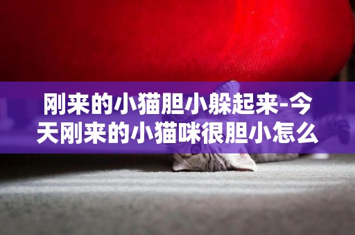 剛來的小貓膽小躲起來-今天剛來的小貓咪很膽小怎么辦