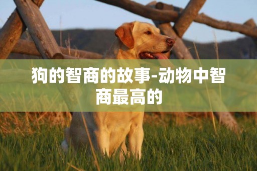 狗的智商的故事-動物中智商最高的